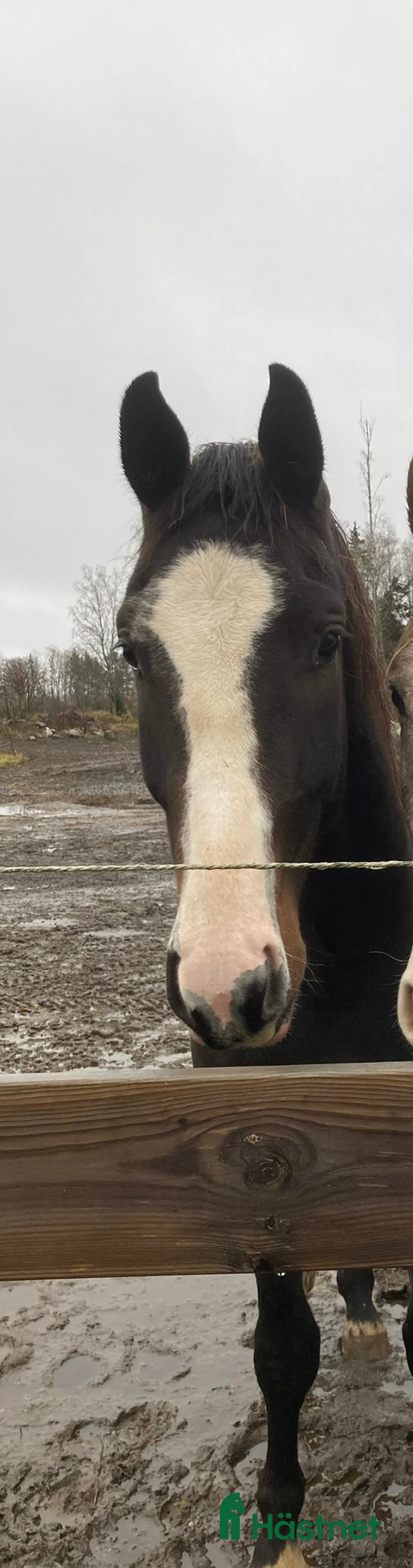Fälttävlan hästar till salu: 3-åring med fin stam och fälttävlanspotential i Enköping - Annons 1