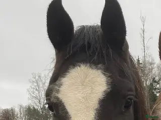 hästar 3-åring med fin stam och fälttävlanspotential - Annons 2