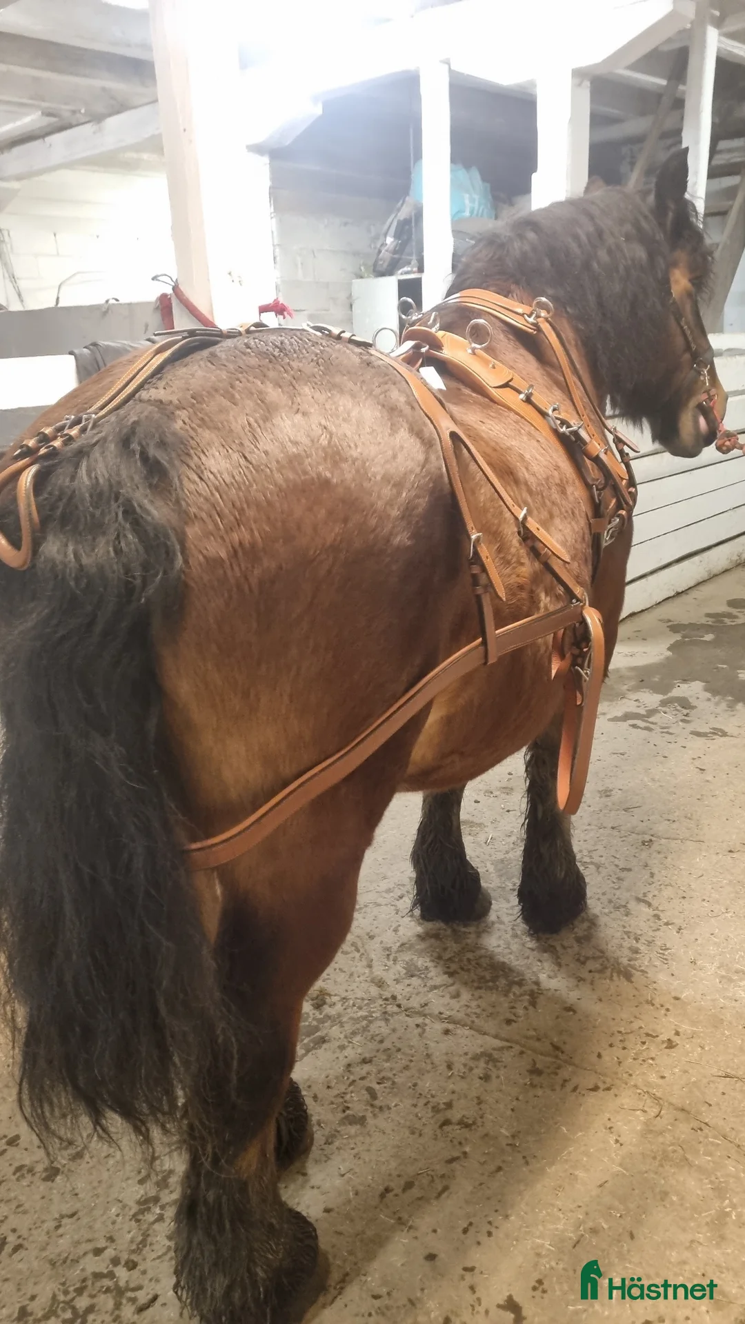 Körselar körning till salu: Cognac färgad bröstsele X-full i Eskilstuna - Annons 9