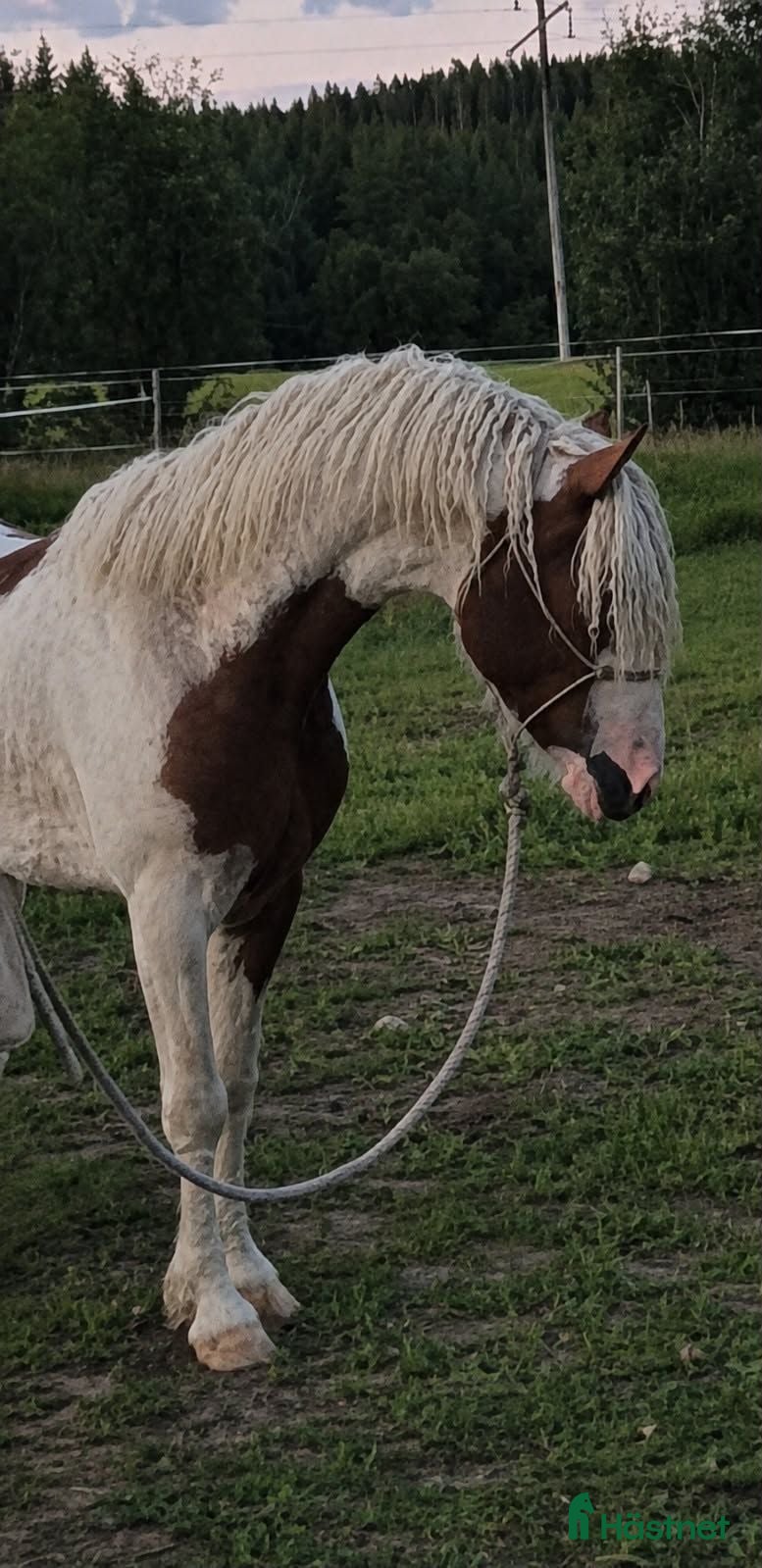  hästar Mycket vacker american curly - Annons 1