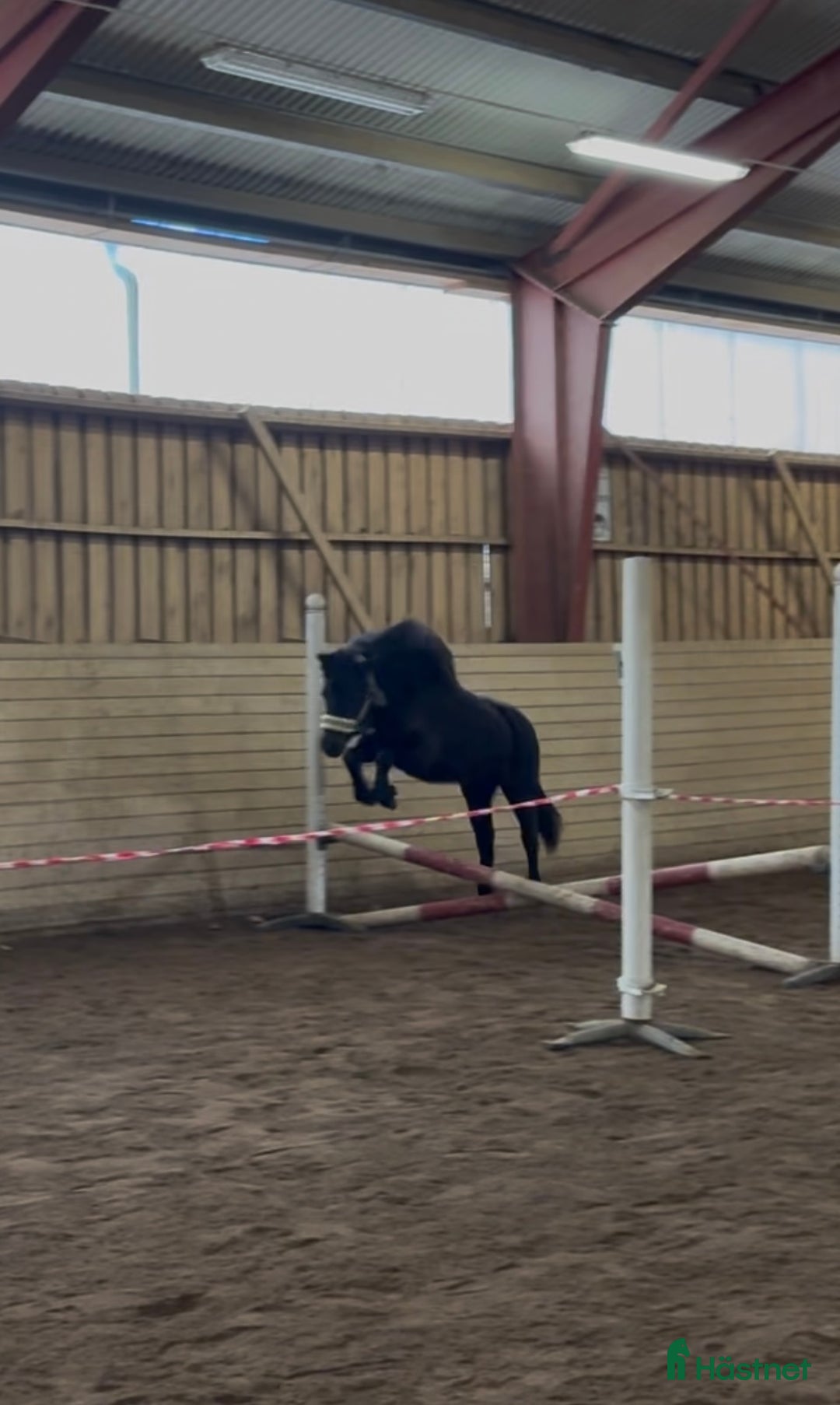 Allround hästar till salu: Mycket trevligt gotlandsruss sto säljes i Tierp - Annons 6