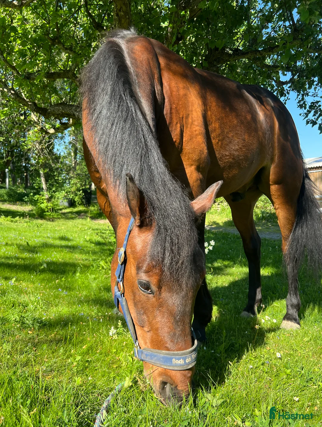  foderhäst finnes: Nyfiken skogsmulle söker delfodervärd i Sundbyberg - Annons 4
