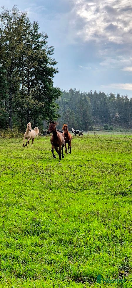  stallplats Lösdrift i Tullinge - Annons 5
