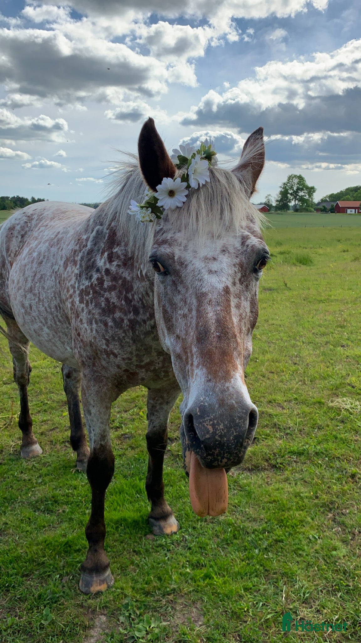  hästar Charmig och personlig valack - Annons 8