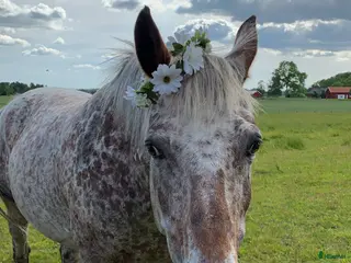 hästar Charmig och personlig valack - Annons 8
