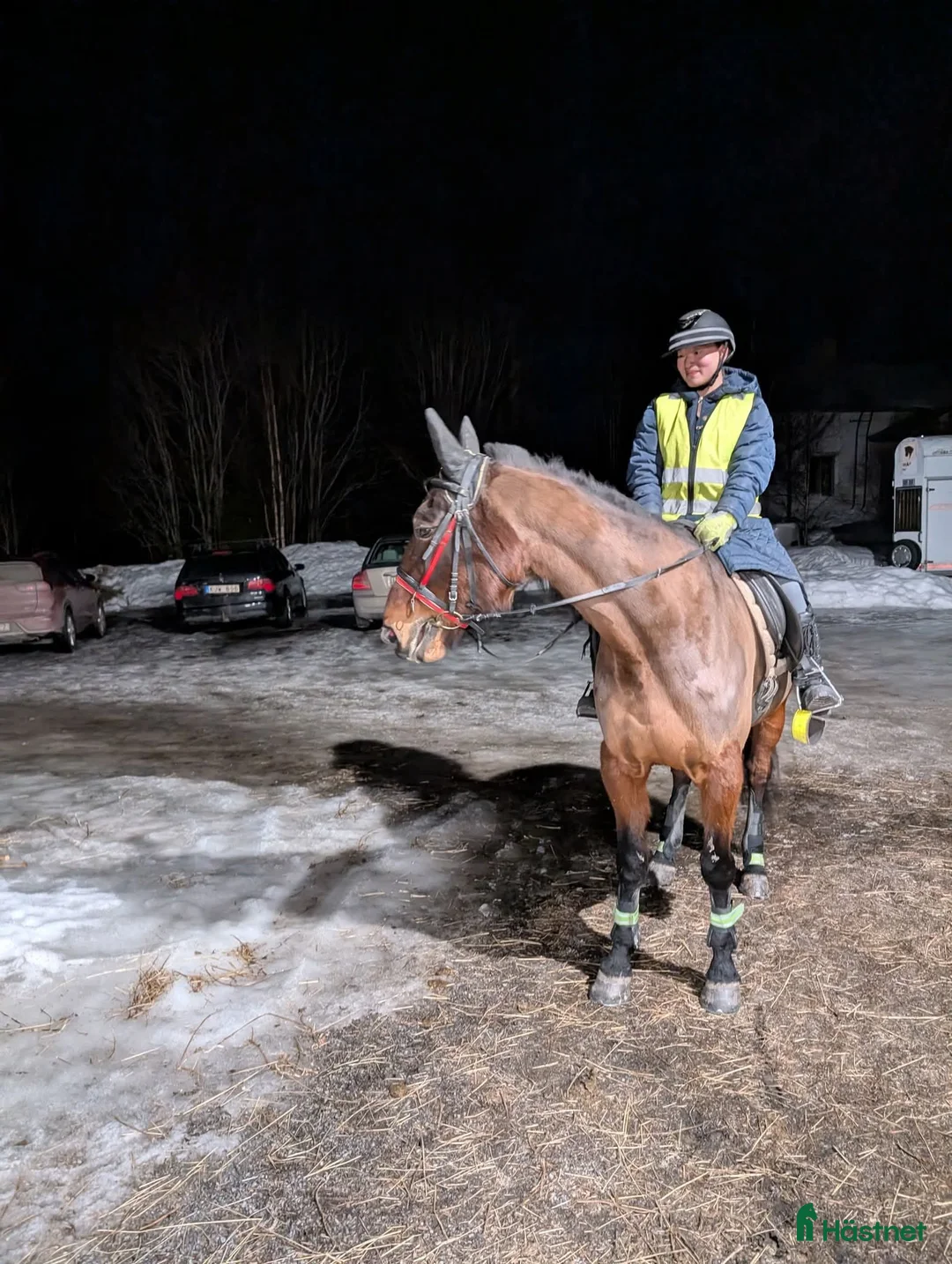 Trav hästar till salu: Musse söker nytt hem i Ånäset - Annons 4