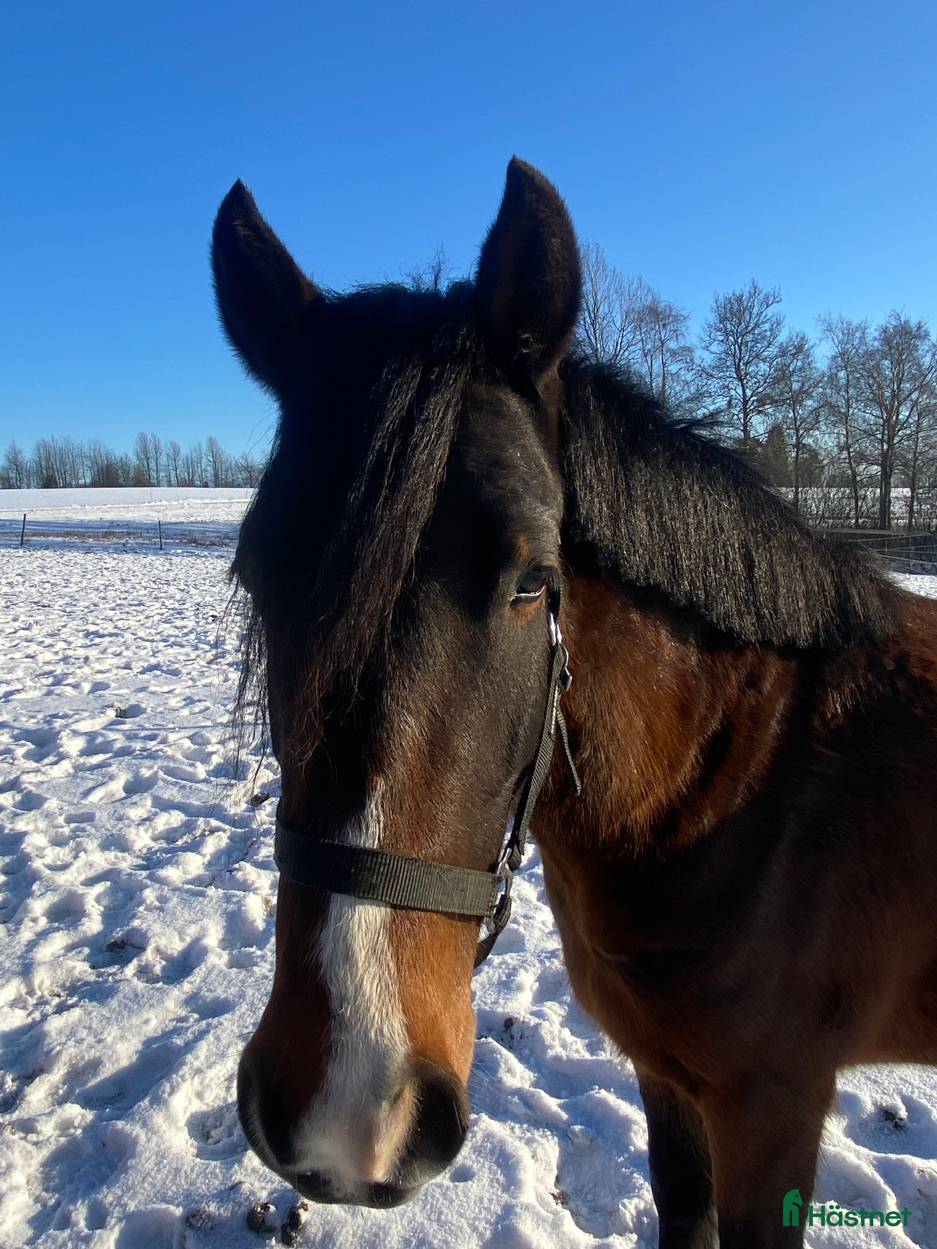  hästar Oslipad diamant med fantastiskt temperament i Falköping - Annons 4