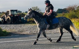 Hoppning hästar till salu: Selection of Irish ponies i Ljungby - Annons 11
