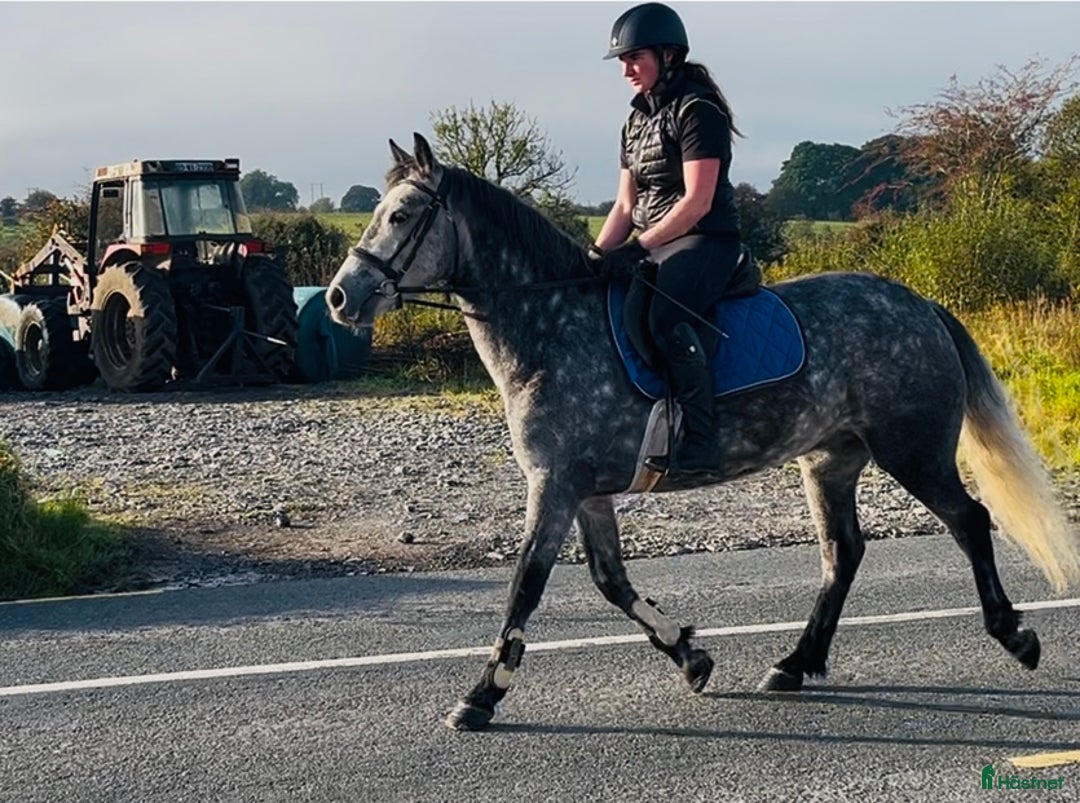 Hoppning hästar till salu: Selection of Irish ponies i Ljungby - Annons 11