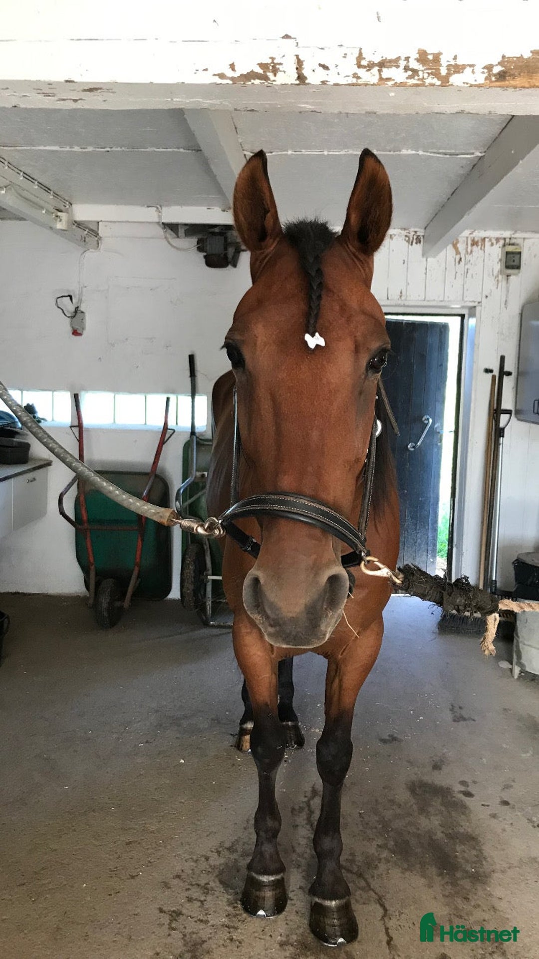 Allround hästar till salu: Distans? i Malmköping - Annons 3