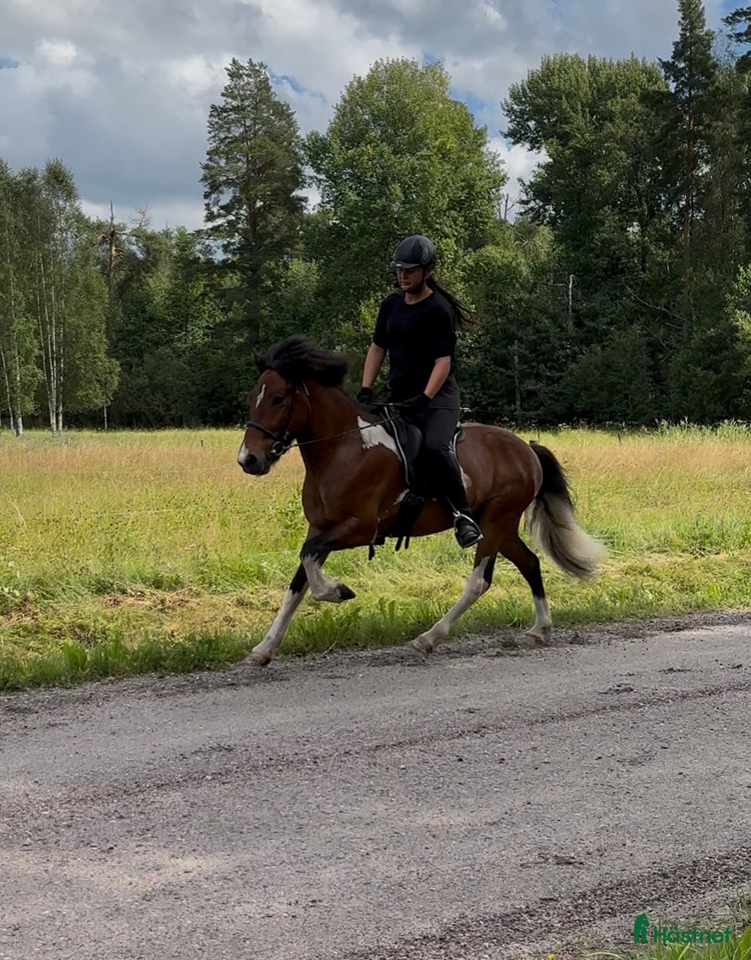 Island hästar till salu: Trevlig valack med utvecklingspotential i Örebro - Annons 2