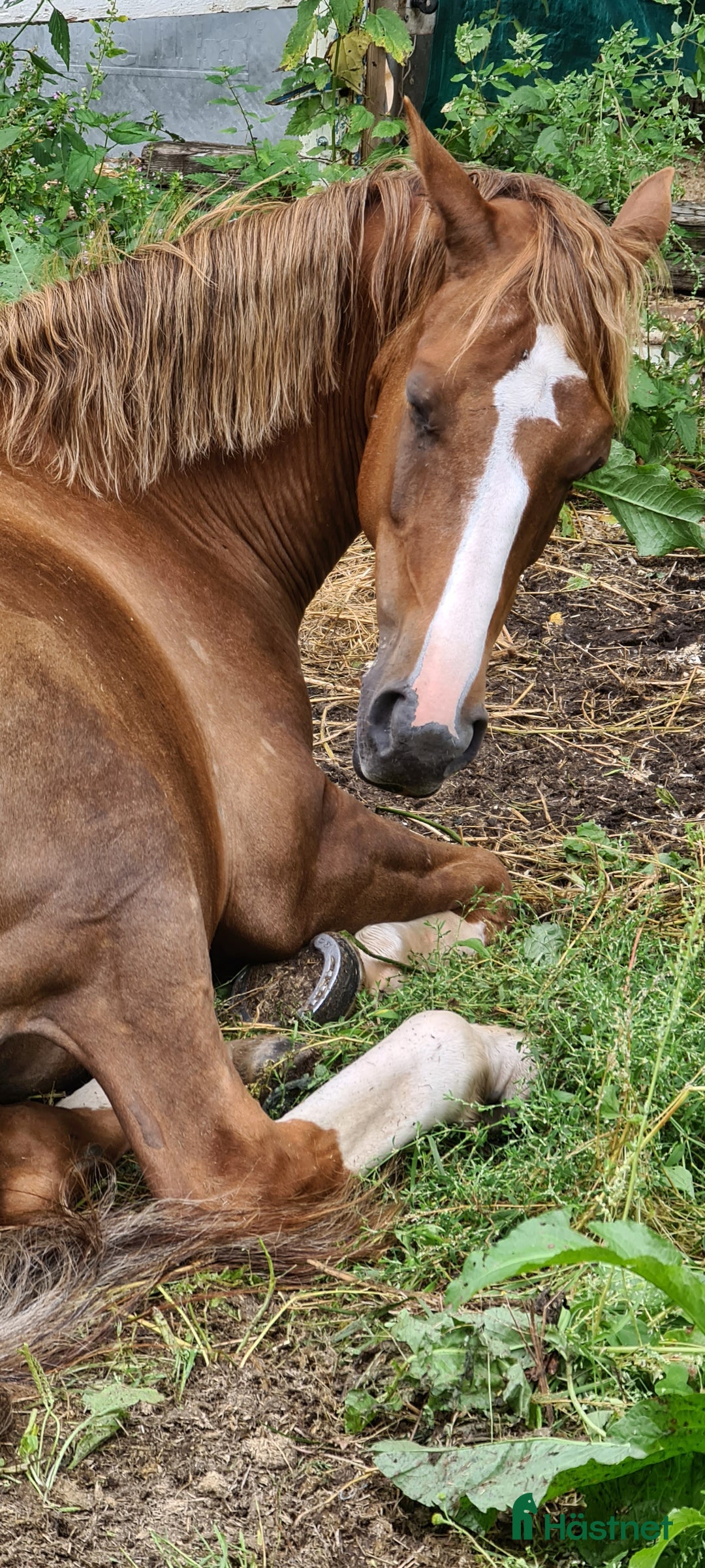 Dressyr hästar till salu: Nydelig liten dressurbetont hoppe i Lier - Bild 12