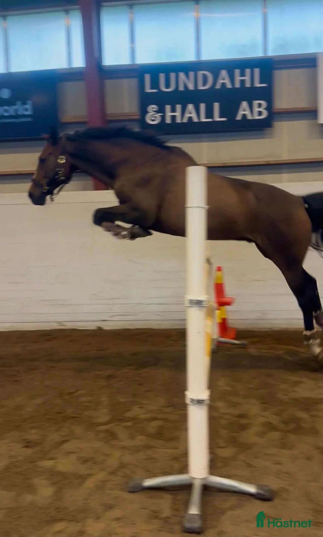 Allround hästar till salu: Trevlig valack säljes - Annons 3