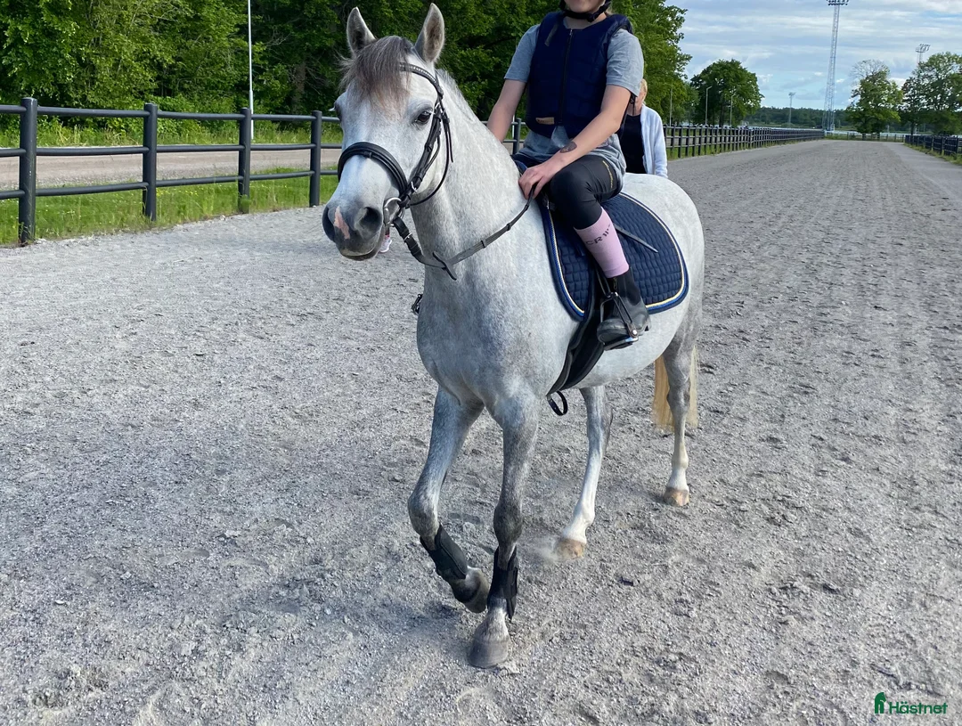 Galopp hästar till salu: Superfin hopponny som är starta i galopp  i Grillby - Annons 2