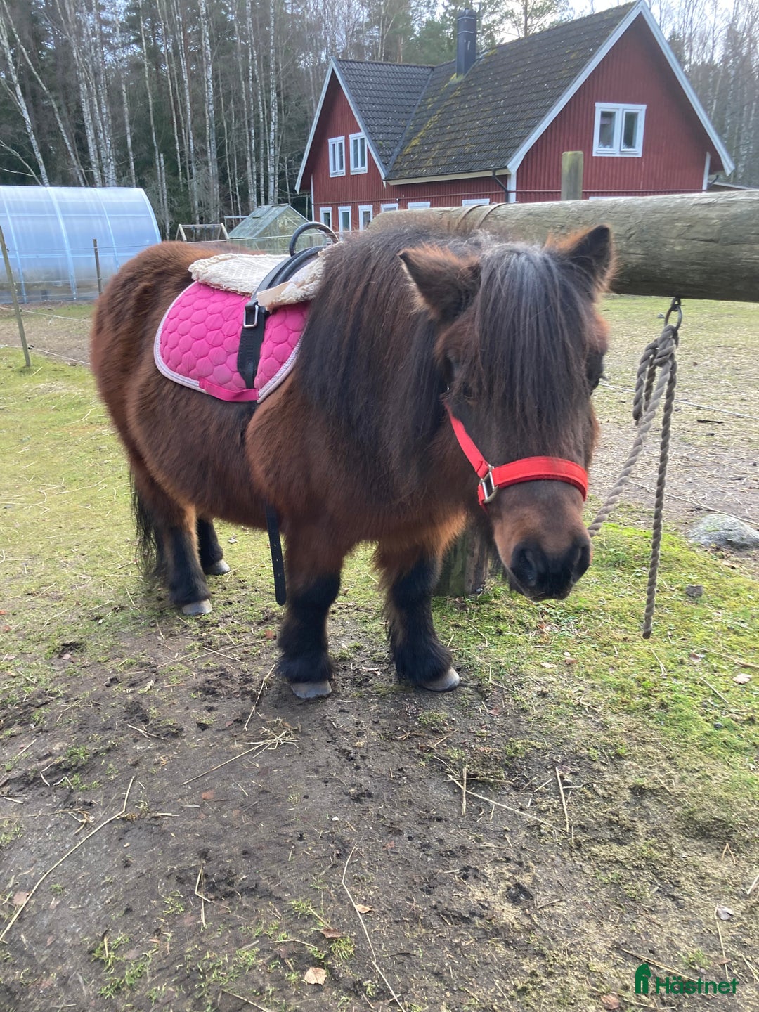 Allround hästar till salu: Trygg barnponny  i Mölltorp - Annons 4