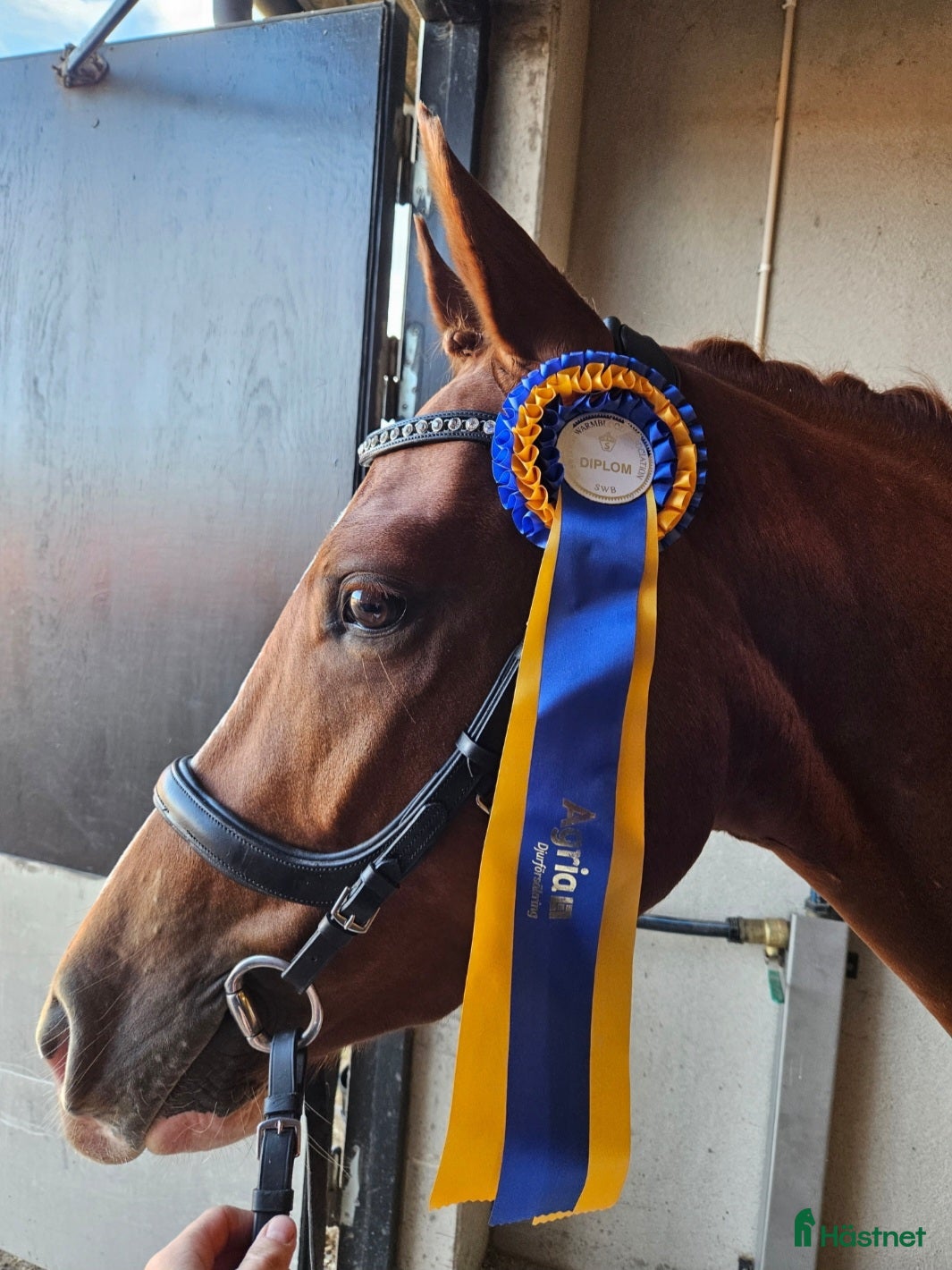  hästar Diplomsto e. Suarez ue. Bernstein  - Annons 1