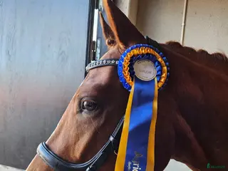 Dressyr hästar till salu: Diplomsto e. Suarez ue. Bernstein - Annons 1