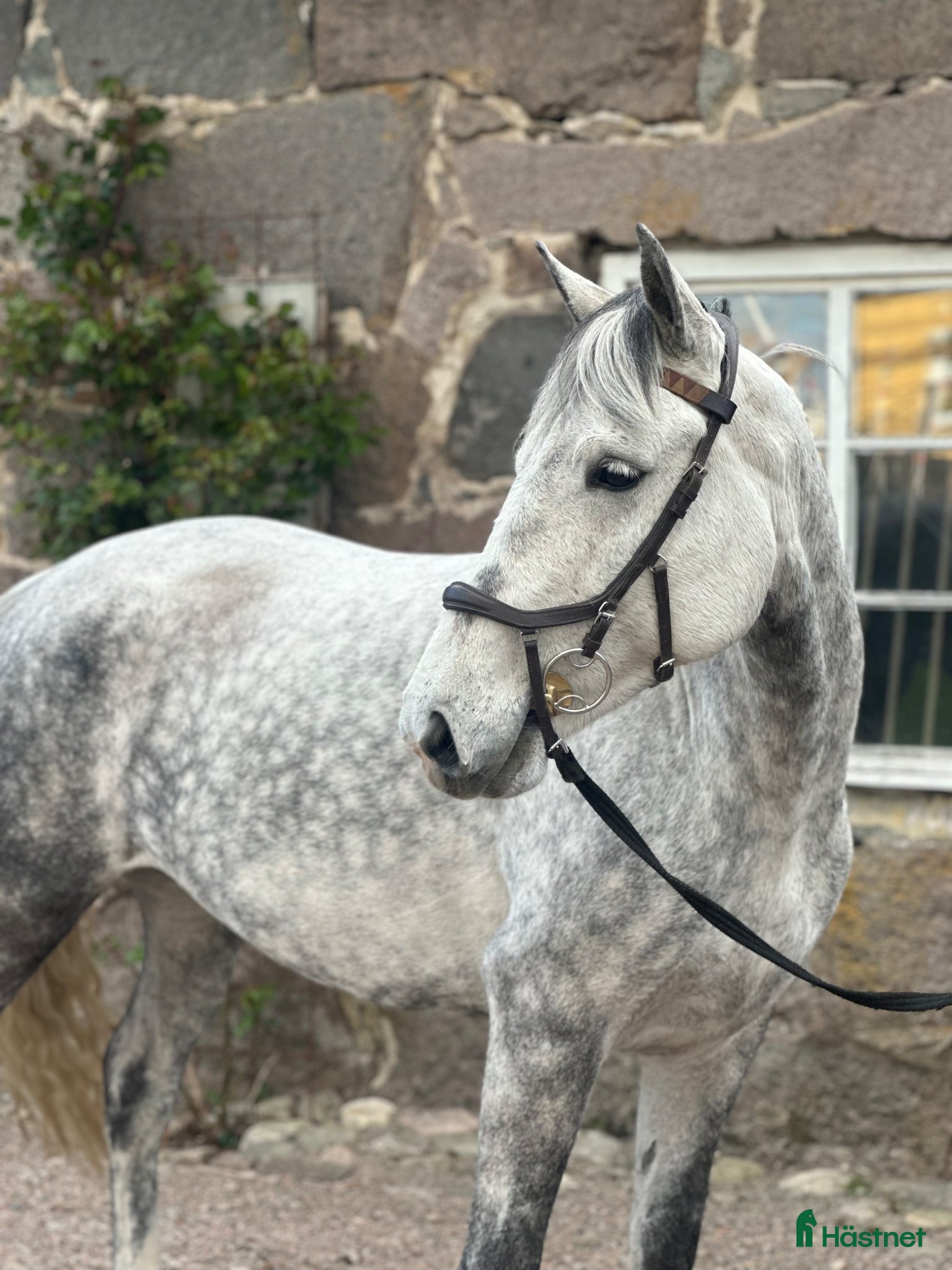  hästar Trevliga D ponnyer till salu - Annons 20