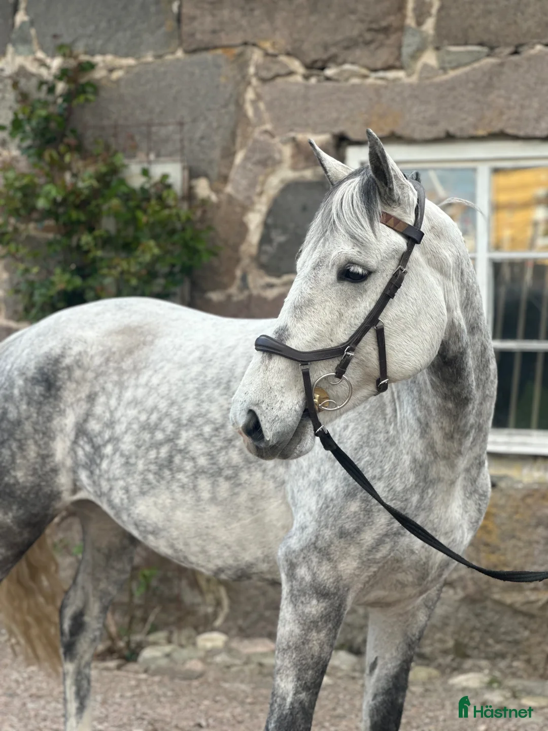 Allround hästar till salu: Trevliga D ponnyer till salu - Annons 1