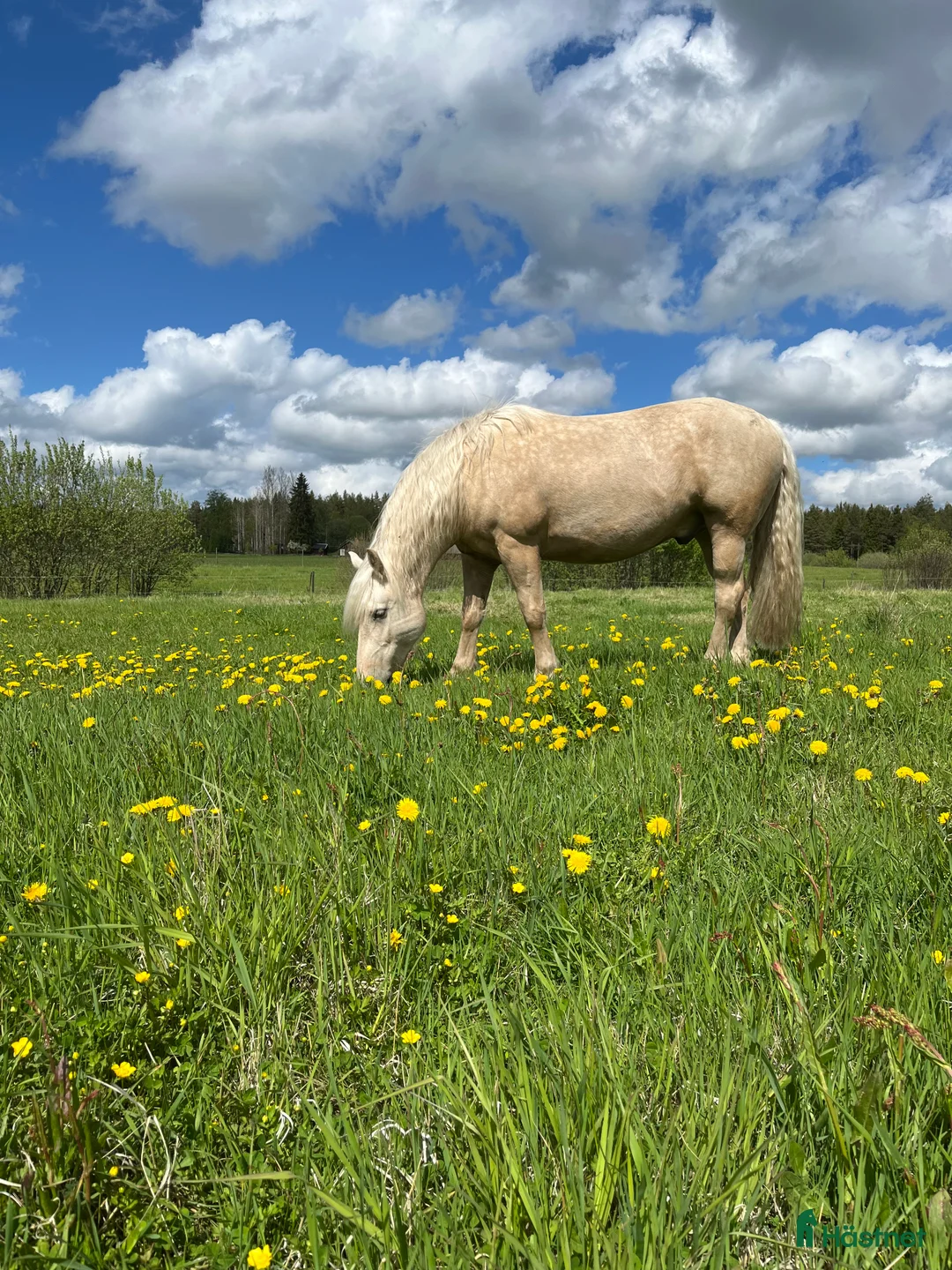 Sällskap hästar till salu: Sällskap/skogsmulle - Annons 2