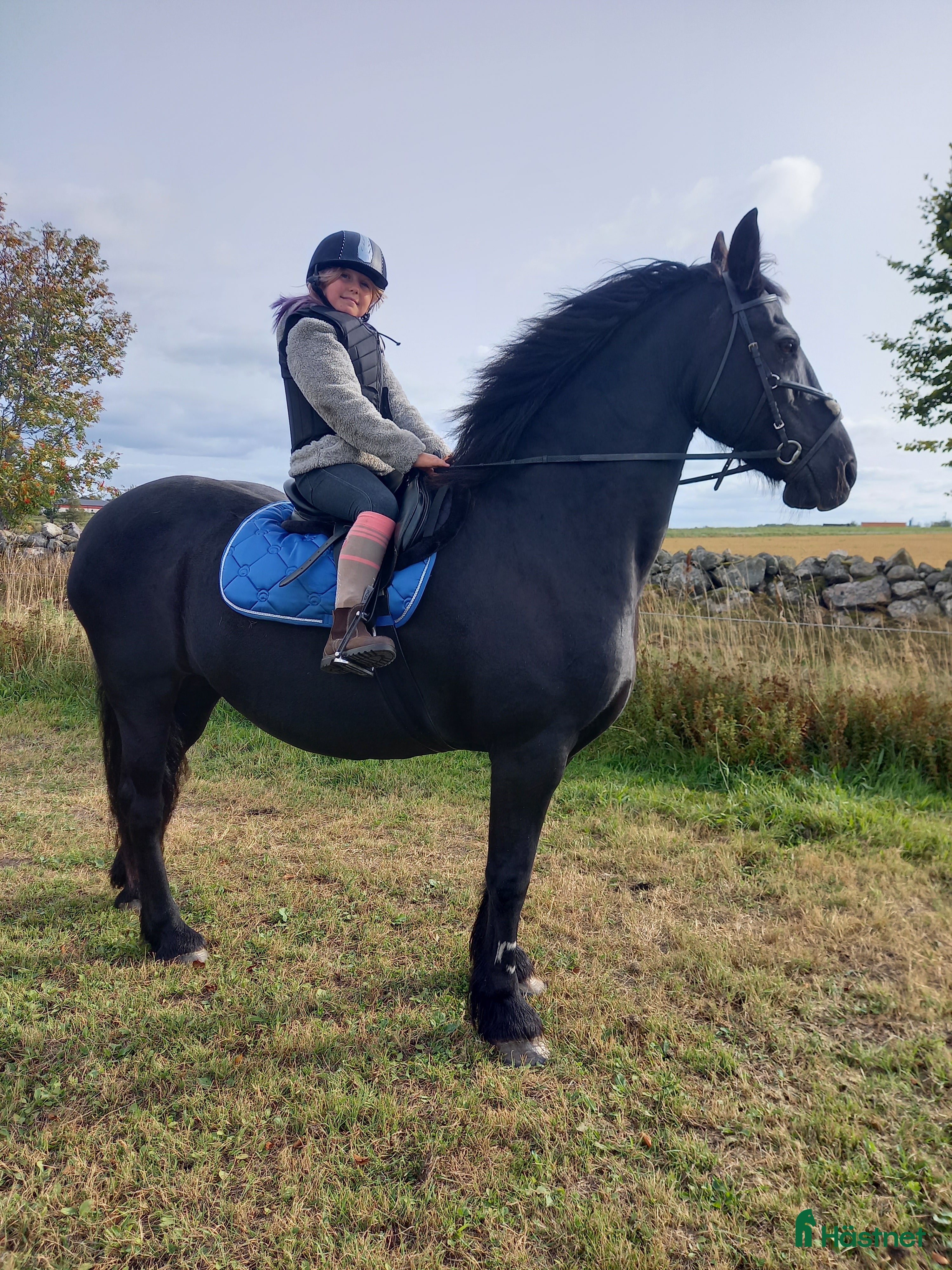  medryttarhäst finnes: Häst/Ponnisar som vill ha mys och hobbyridning i Vollsjö - Annons 2