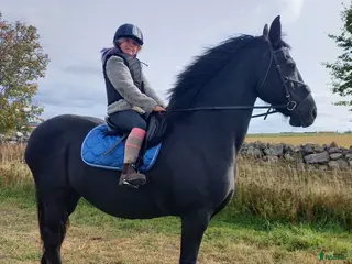 medryttarhäst finnes: Häst/Ponnisar som vill ha mys och hobbyridning i Vollsjö - Annons 22