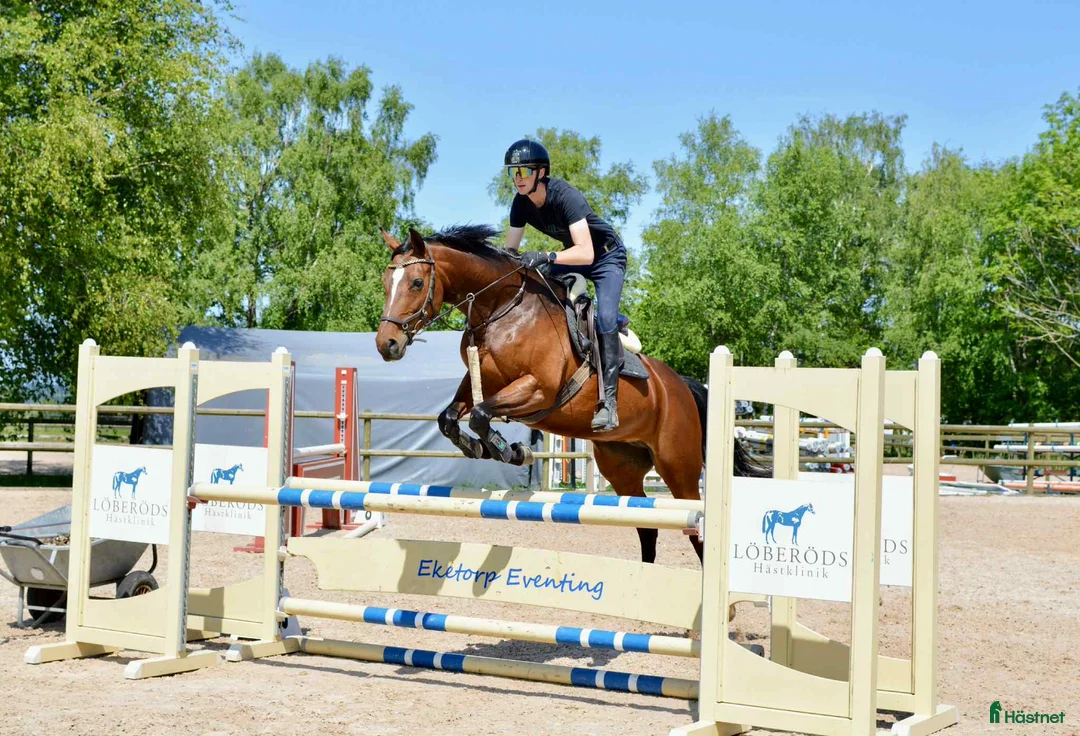 Avelshästar hästar till salu: Fantastiskt avelssto för fälttävlan eller hoppning - Annons 2