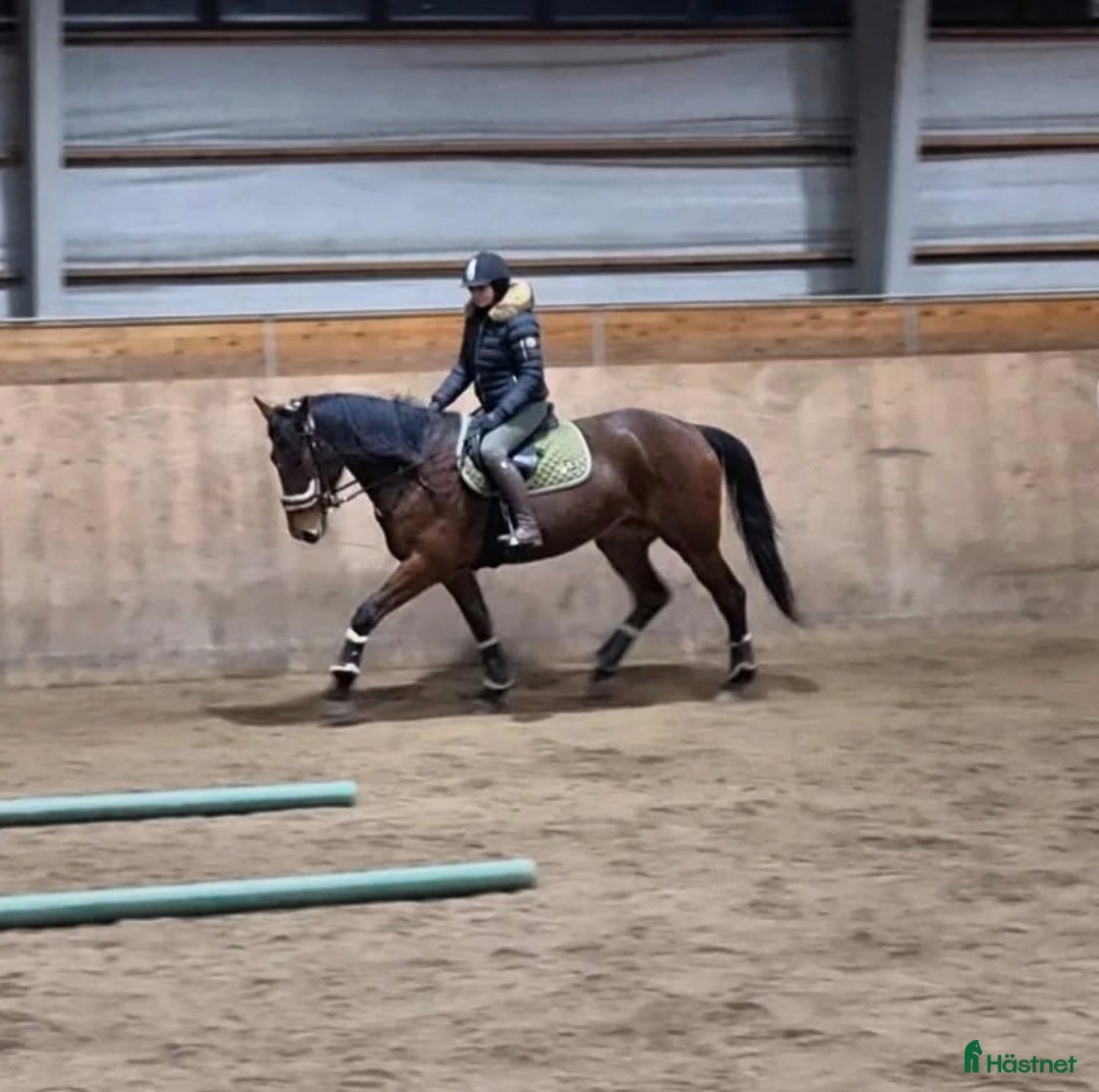 Allround hästar till salu: Trevligt varmblodssto i Örsjö - Annons 7