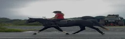 Hoppning hästar till salu: Connemara mare - Annons 8