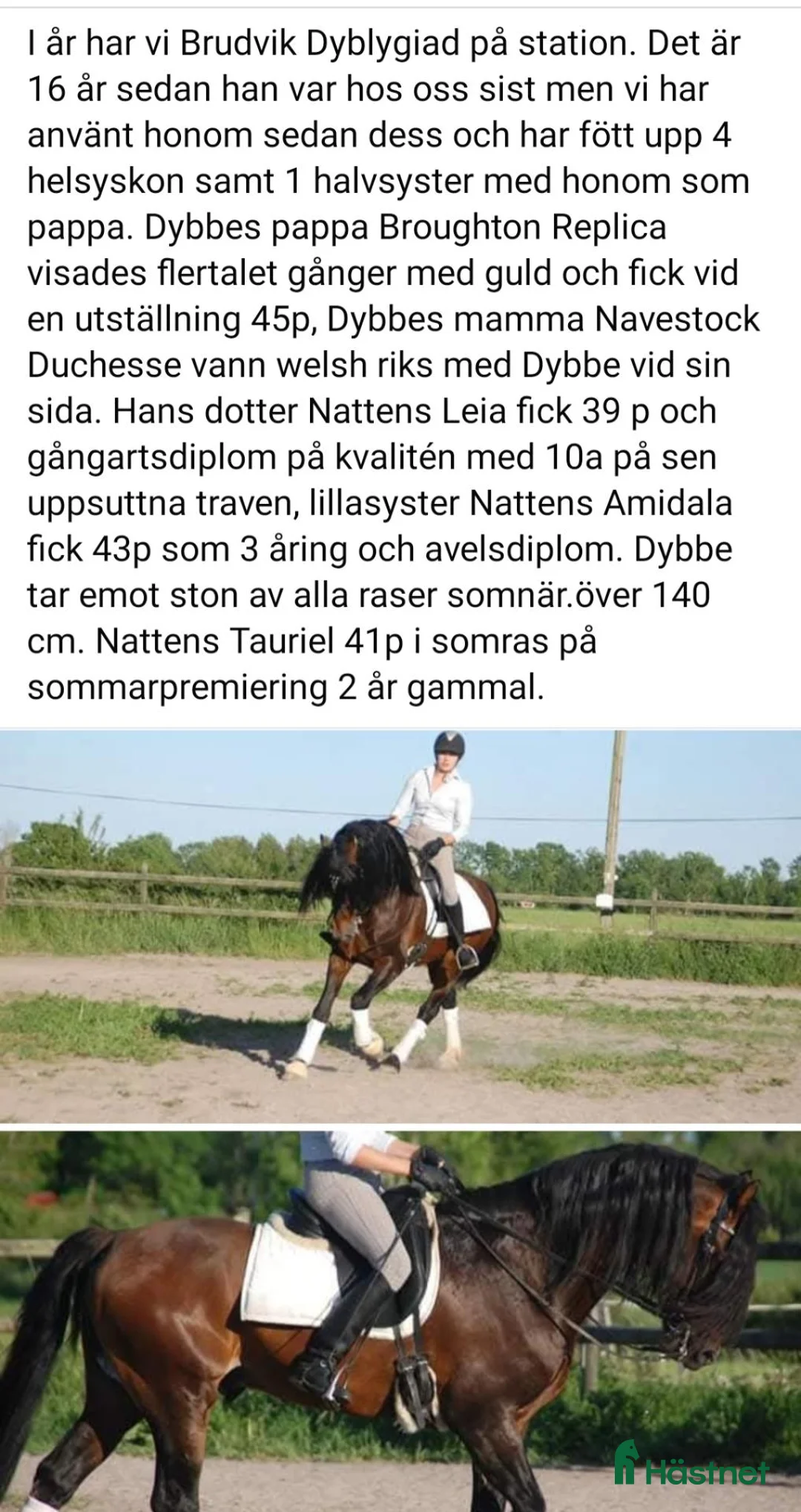 Allround hästar till salu: WPB kille - Annons 14