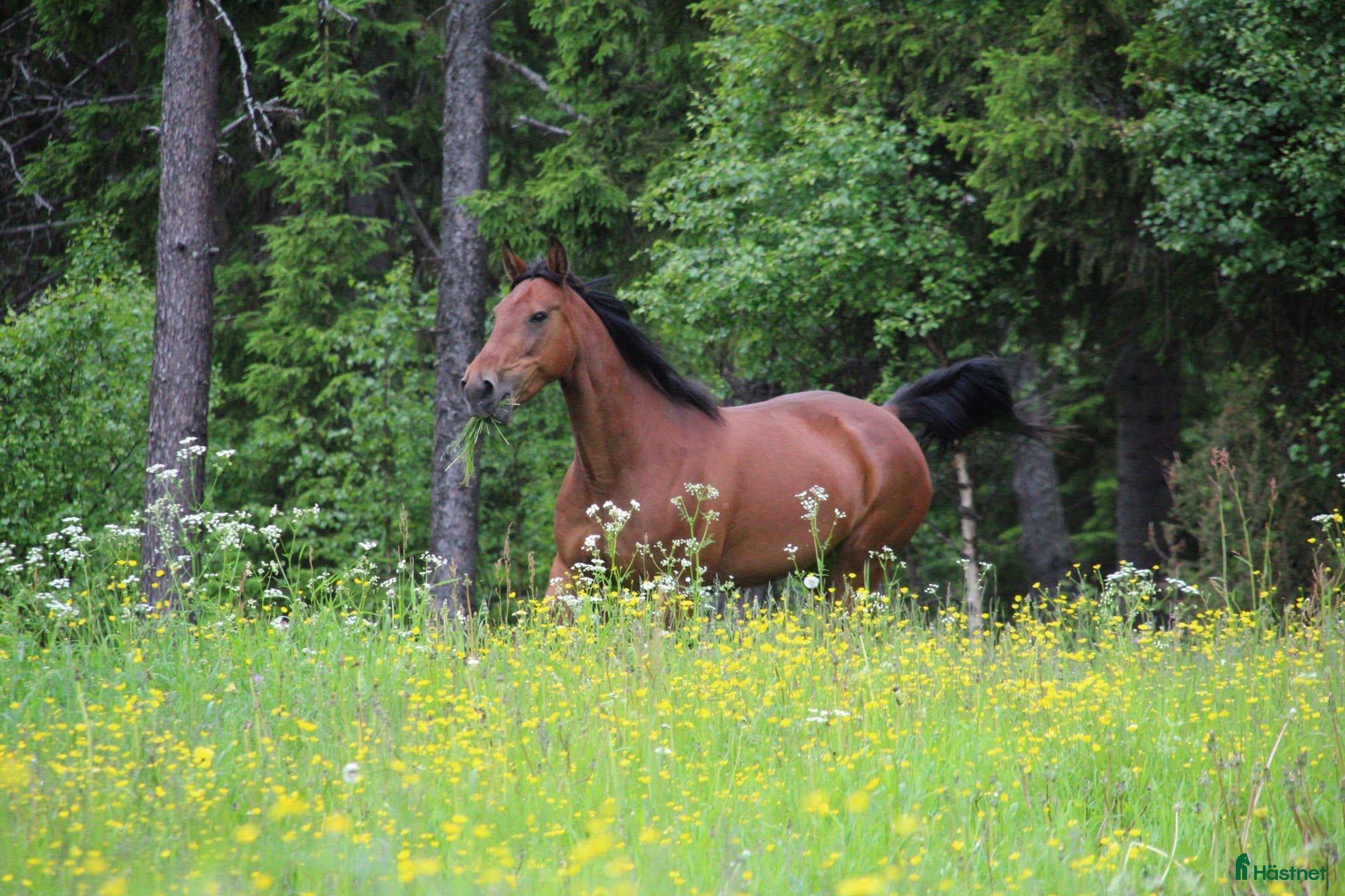  hästar Underbart sto till amatör eller Avel - Annons 5