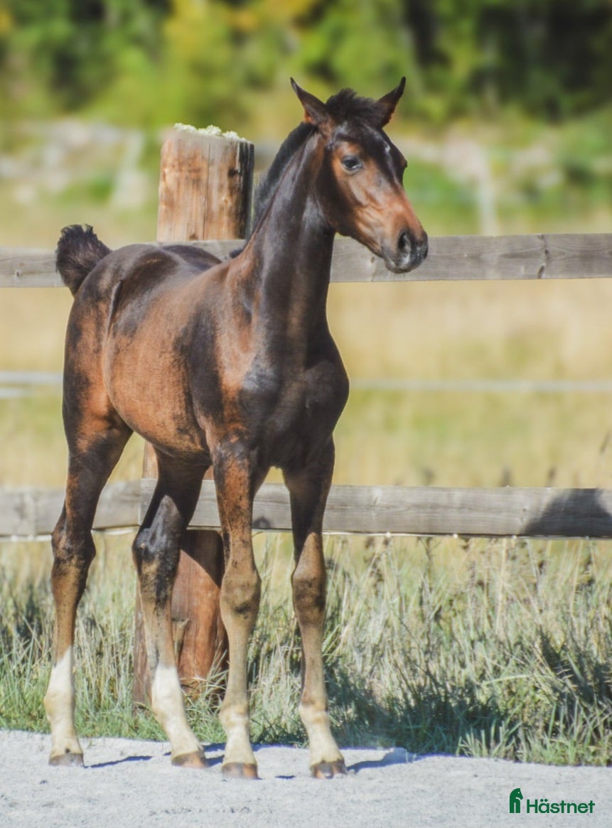  hästar Snyggt sto - Annons 2