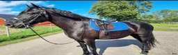 Allround hästar till salu: Vår "Black Beauty" - Tora - Annons 3