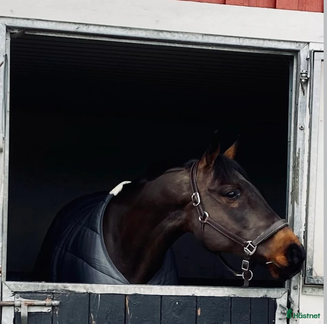 Hoppning hästar till salu: Underbar läromästare - Annons 3