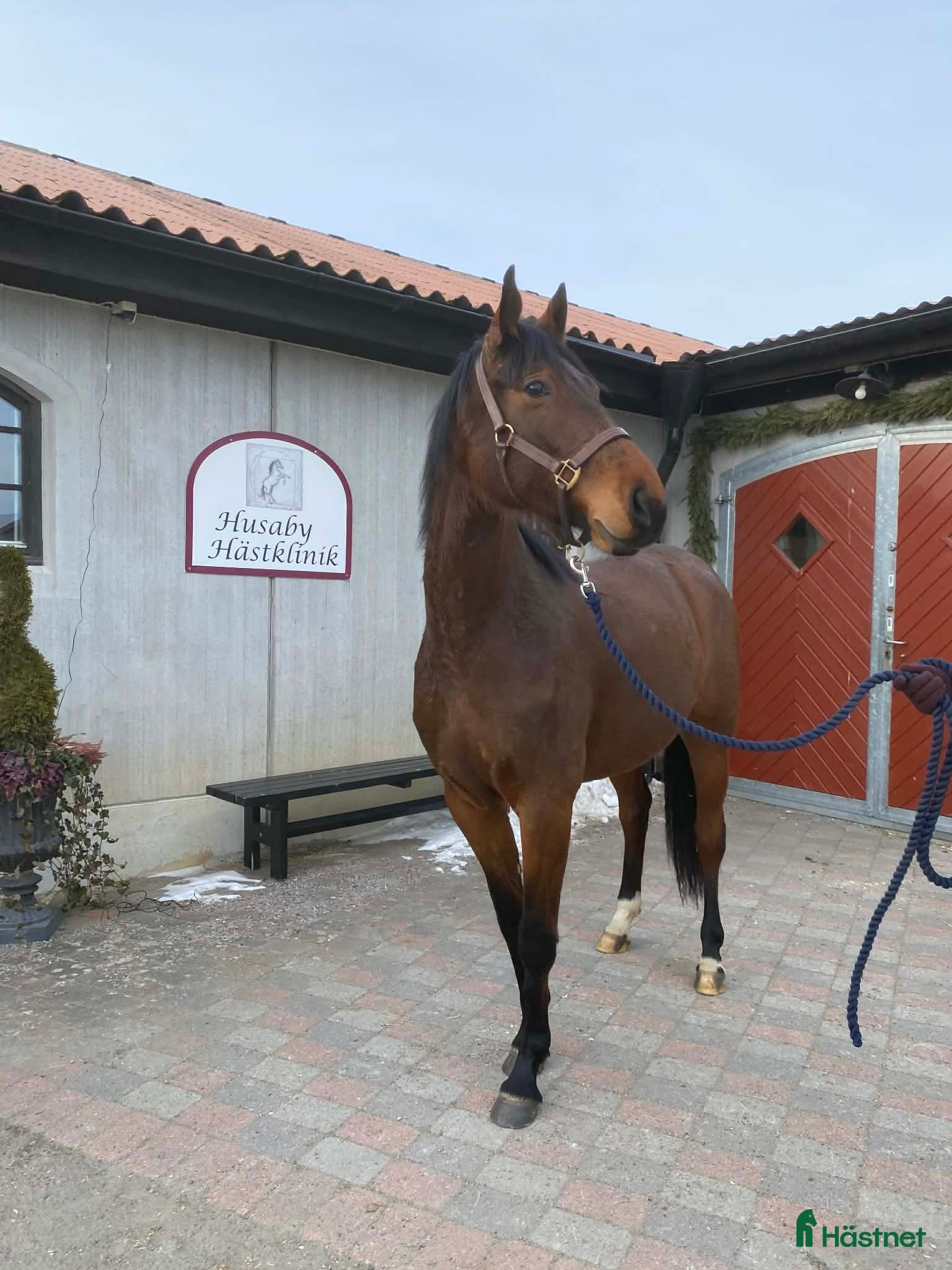  hästar Trevligt ungsto med bra gång och fin typ.    - Annons 1