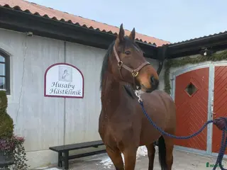 hästar Trevligt ungsto med bra gång och fin typ. - Annons 1