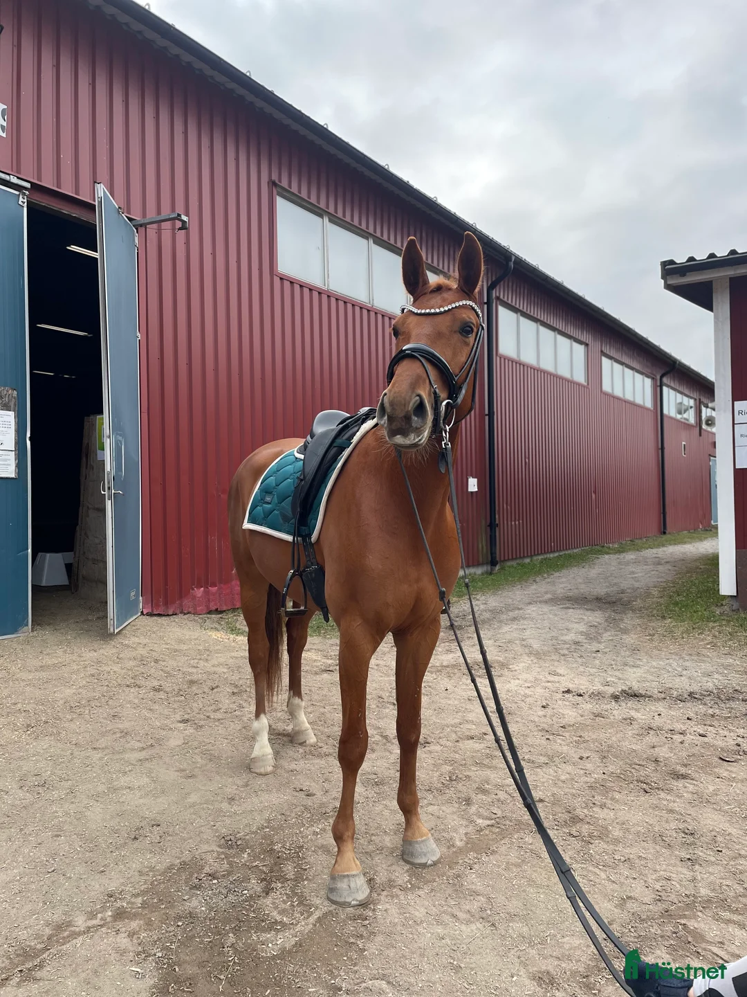 Hoppning hästar till salu: Framtidsstjärna för satsande ryttare i Bergsjö - Annons 2