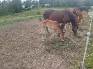 hästar Avelssto - Annons 2