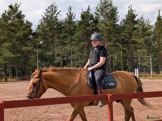 medryttarhäst sökes: Söker medryttar häst!!!! - Annons 6