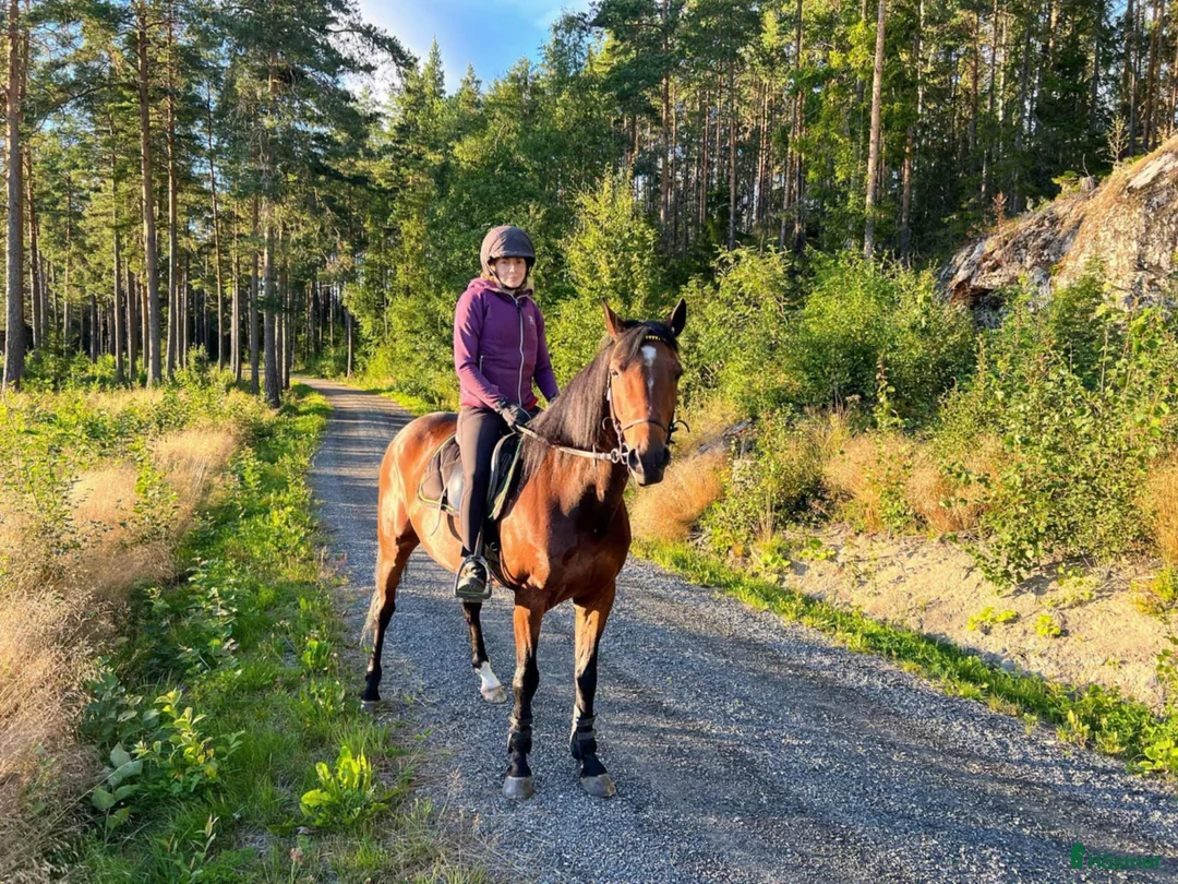 Allround hästar till salu: Charmig kille söker  en  fodervärd/halvfodervärd - Annons 1