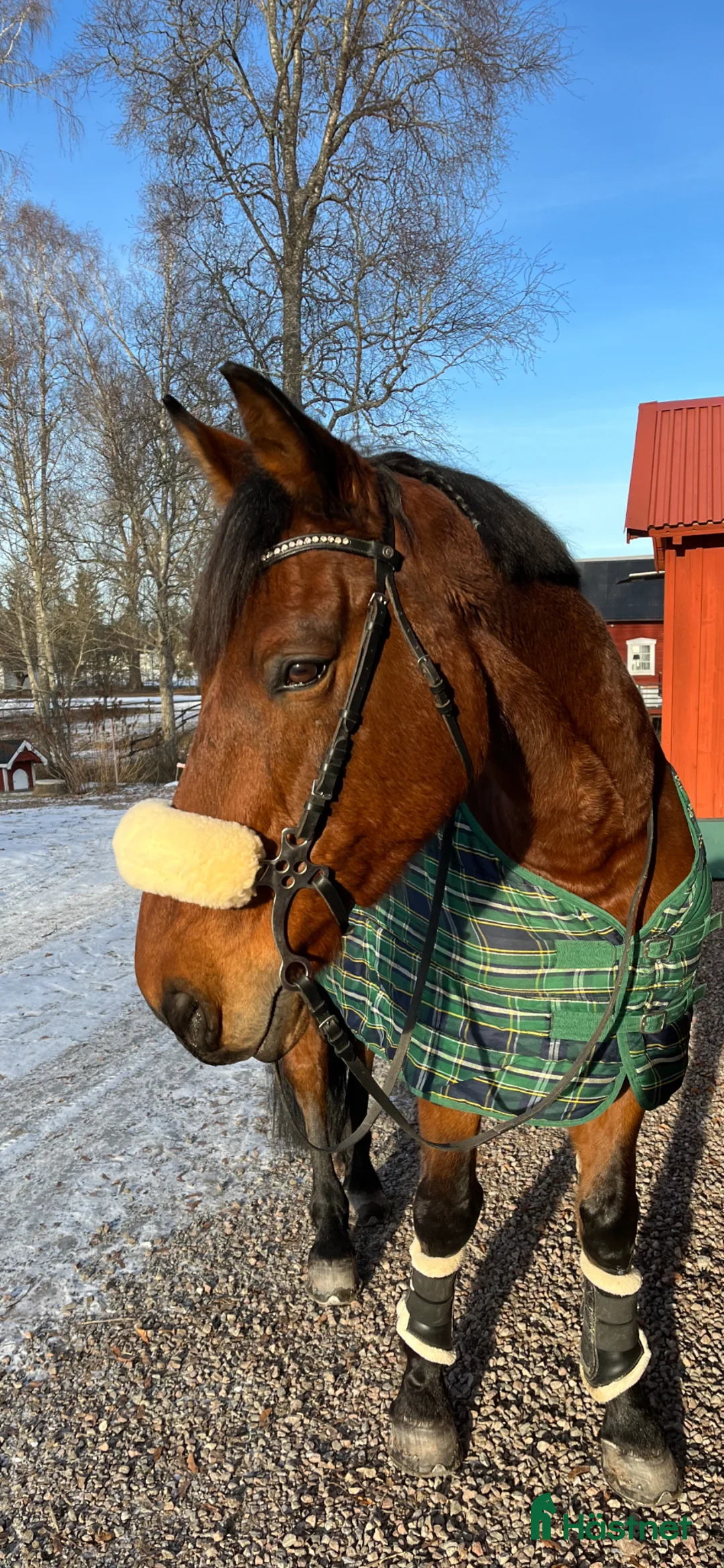 Träns hästutrustning till salu: Hackamore träns - Annons 3