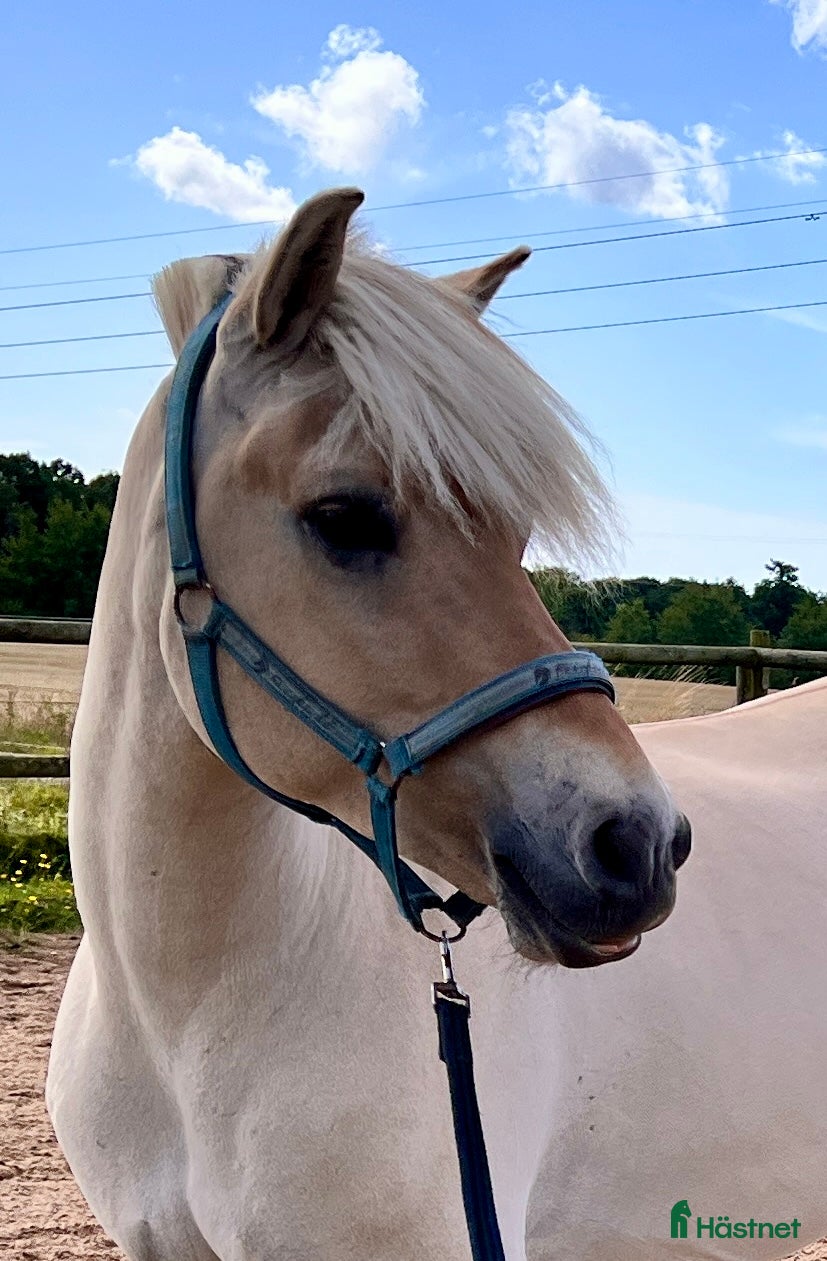  stallplats Sökes; Lösdrift i Ekeby - Annons 2