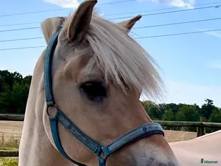 stallplats Sökes; Lösdrift i Ekeby - Annons 2