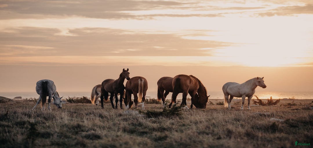 Galleribild {{count}}