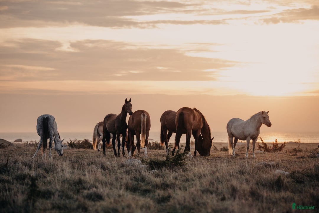 Galleribild {{count}}