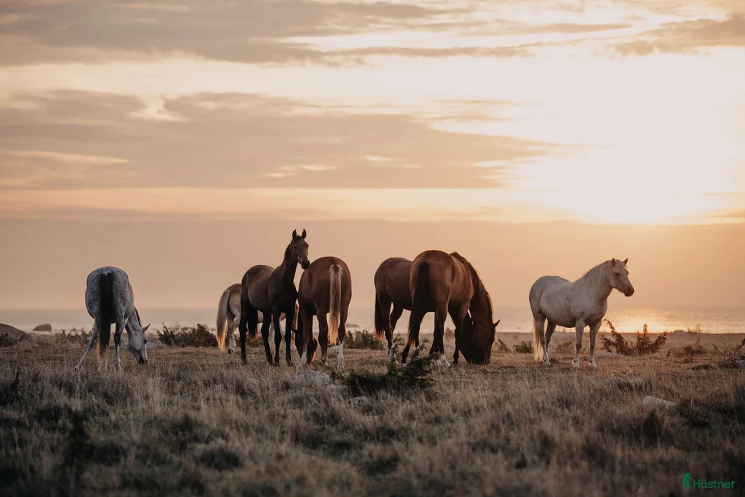 Galleribild {{count}}