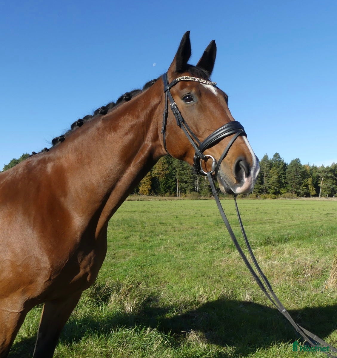  hästar Kvalitet och ridkänsla – val f. 2019 e: Bon Coeur i Spekeröd - Annons 20