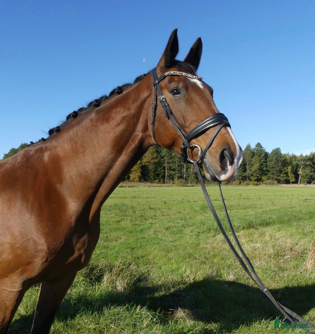 Dressyr hästar till salu: Kvalitet och ridkänsla – val f. 2019 e: Bon Coeur i Spekeröd - Annons 1