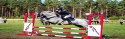 Hoppning hästar till salu: 🌟 Drömponny för de högsta klasserna 🌟 - Annons 16