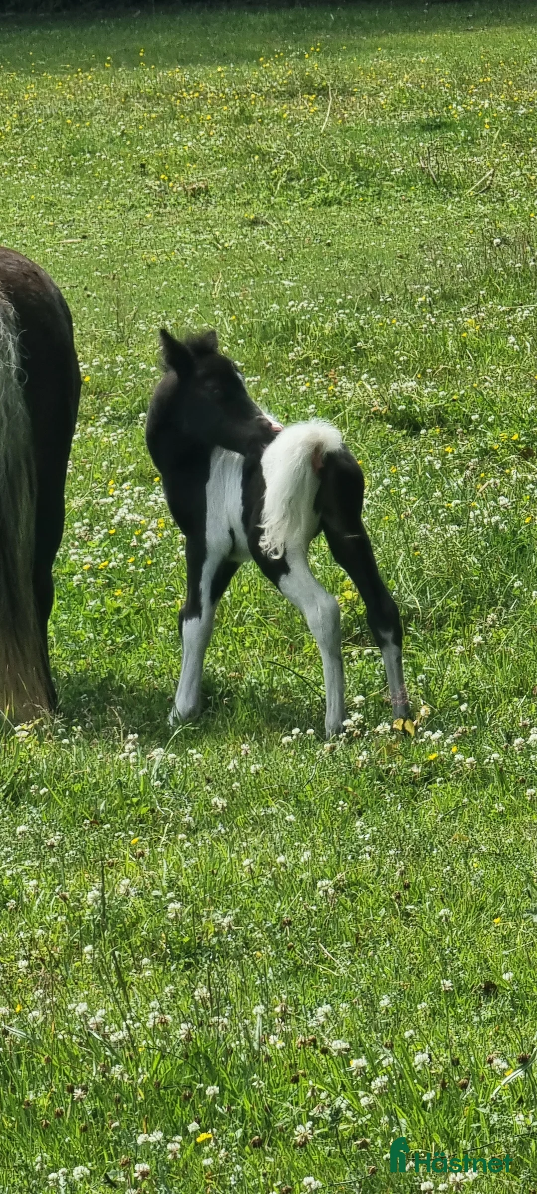 Allround hästar till salu: Underbar mini american föl. i Skara - Annons 8